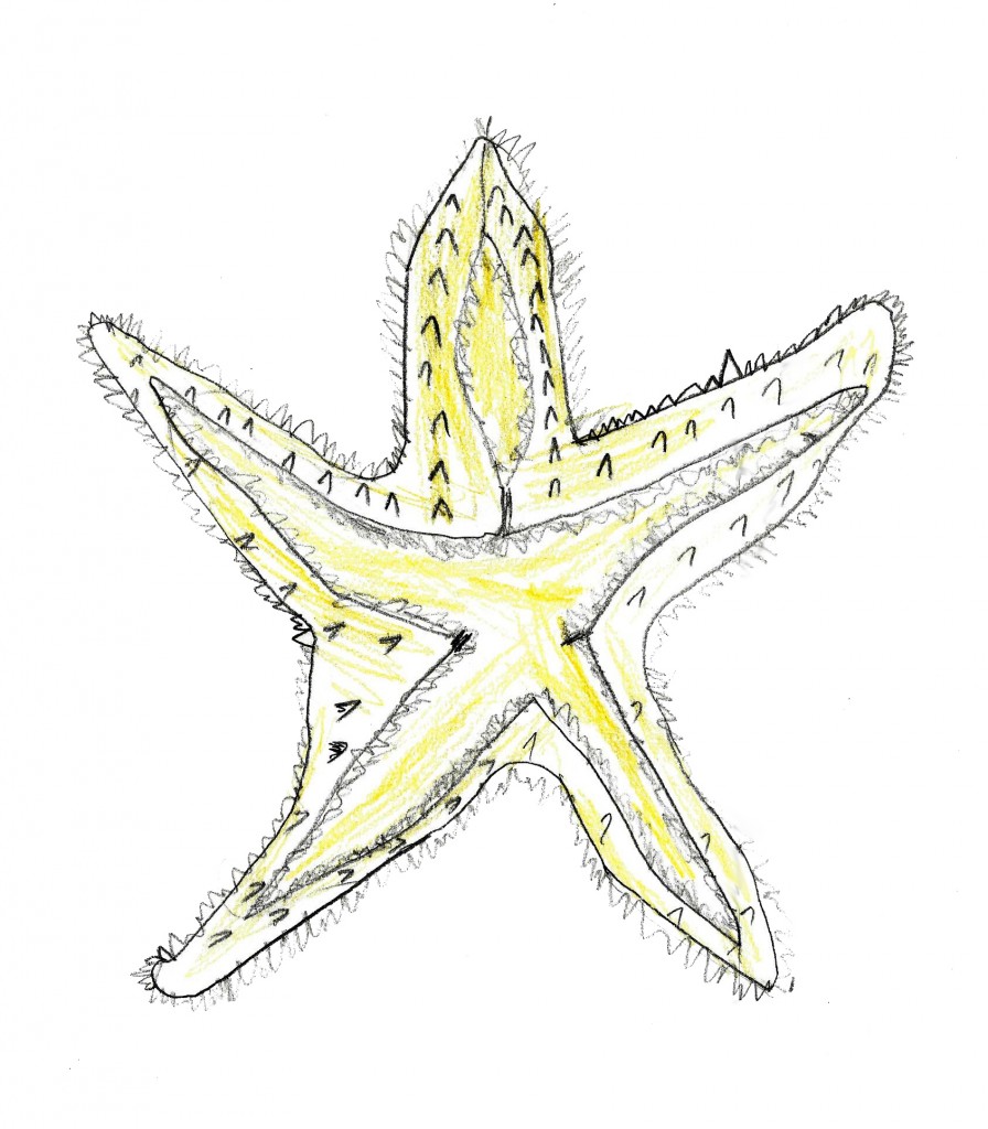 Starfish - Cody, Grade 3. 2016